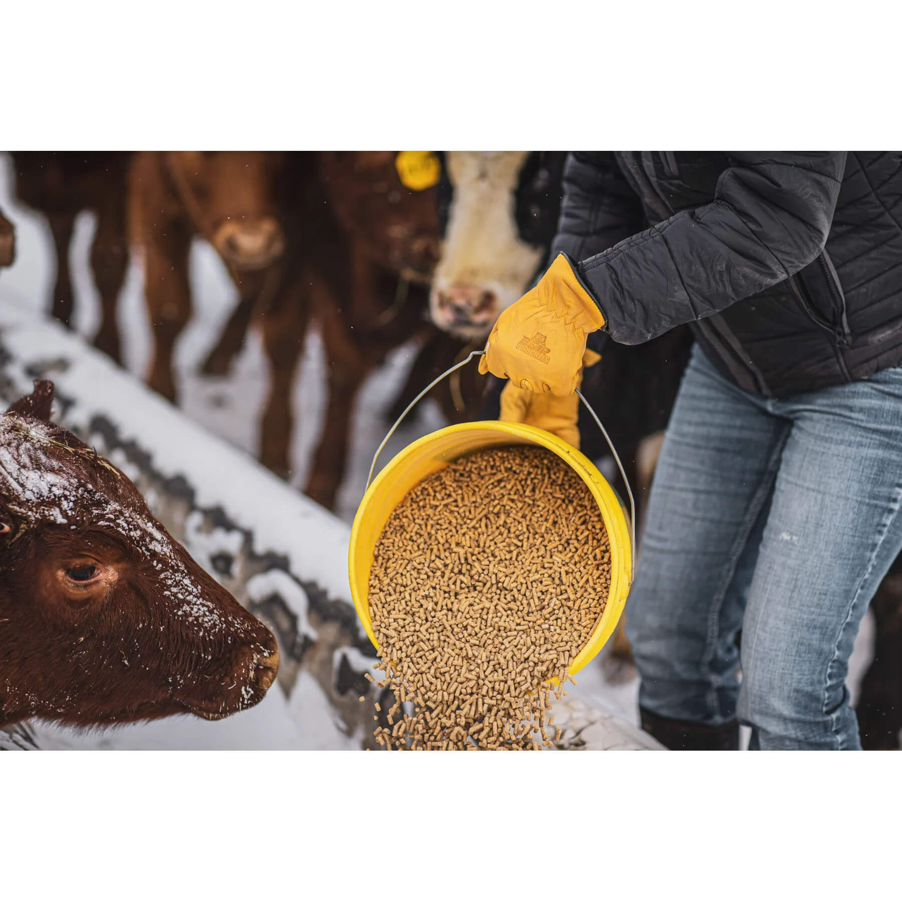 Person feeding cattle with a yellow feed bucket in a snowy setting