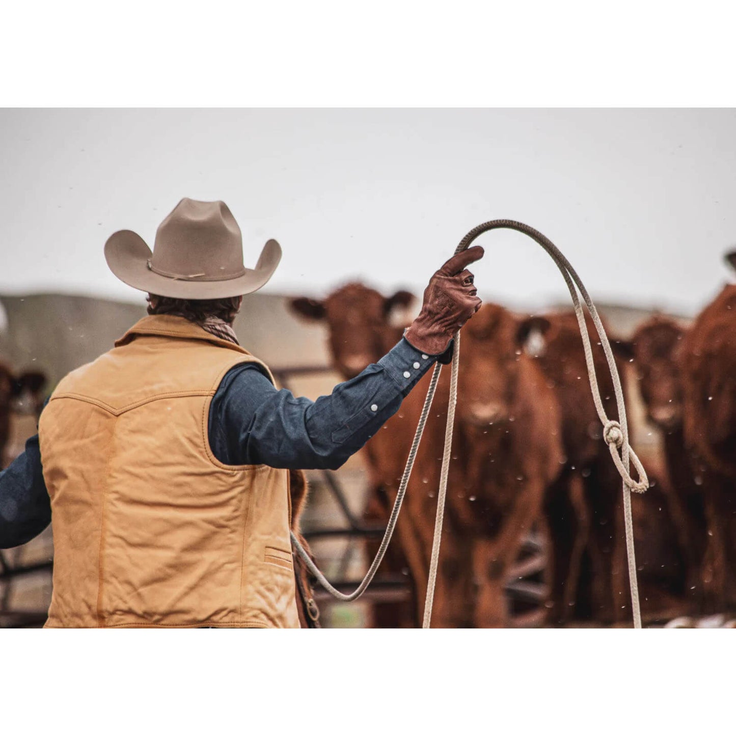 Cowboy holding a lasso with cattle in the background